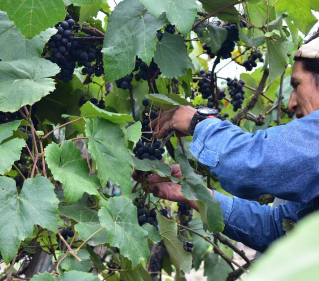 Chaupi Estancia Winery 016