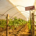 El Mejor Viñedo de Altura de Ecuador