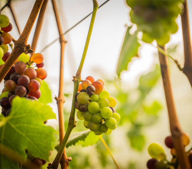 Chaupi Estancia Winery 015
