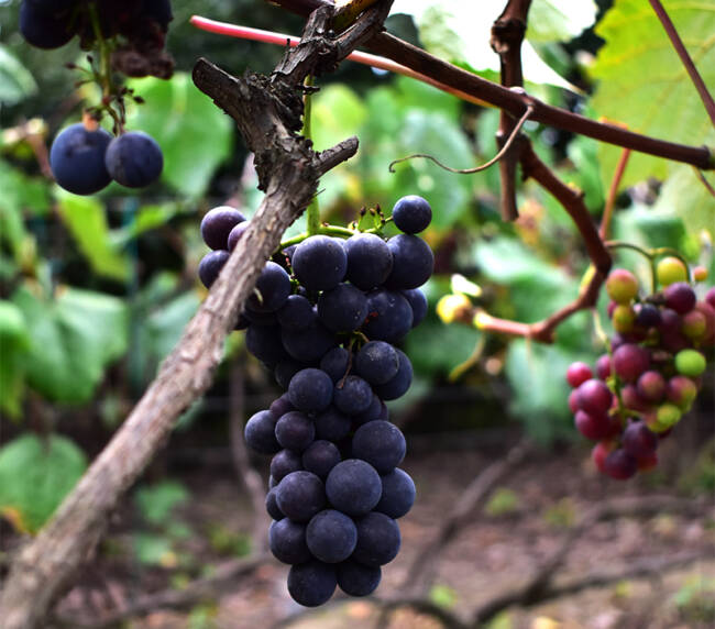 Chaupi Estancia Winery 014